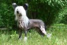 Status Imperial Zero Hour Chinese Crested
