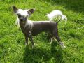 Willow Star's Dizzy Blonde Chinese Crested