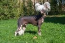 See Me Twist and Shout United Dogs Chinese Crested