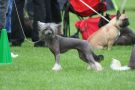 Smedbys Star Chinese Crested