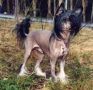 Bedlam Actionman Chinese Crested