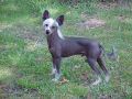 Dar-Walk Wild Thang Chinese Crested