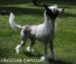 Sun-Hee's Cerious Censation Chinese Crested