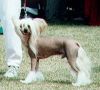 Zucci Red Baron Chinese Crested