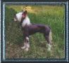 Dickerson's Gov Sam Houston Chinese Crested