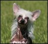 Sherabill Victorias Secret Chinese Crested