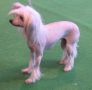 Philandiane The Price Of Luv With Jayanamee Chinese Crested