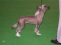 Annamac Angel Lily Chinese Crested