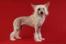 Zucci Bling Bling Chinese Crested