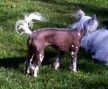 Salmagundi's Wing Ding Chinese Crested