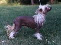 St.Erme Buttercup Chinese Crested