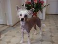 Lionheart Katch The Sun For Martha Chinese Crested