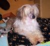 Chinacrest Willow Chinese Crested