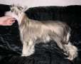 Belshaw's Fantasia Chinese Crested
