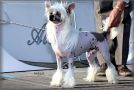 Solino's Applause Chinese Crested
