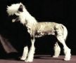 Mstic-Heart Inanna Chinese Crested