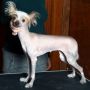 Jannet Chinese Crested