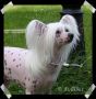 Koynaur's Drops Of Colour Chinese Crested
