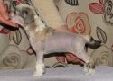 Zorrazo Giggling Marlin Chinese Crested