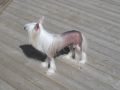 Mosaic Bidwin Look Whos Talkin Chinese Crested