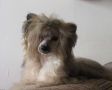 French Connection du Domaine du Pr�sident Chinese Crested
