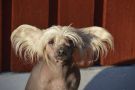 Windy Willow's Flying Squirrel Chinese Crested