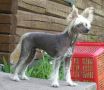 Mewtwo's Pegasus Chinese Crested