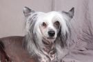 Om Ints Chanelle Chinese Crested