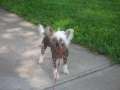 Kalan's Kiss This Chinese Crested