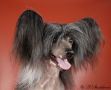 Glen Glos Cast No Doubt N'Co Chinese Crested