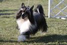 Legends Tornado at Jemalle Chinese Crested