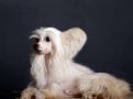 Star Level Star  Rain From Diamonds 2 Chinese Crested
