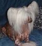Gail Dons My Little Pony (At Rompford CC's) Chinese Crested