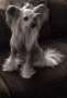 Nomilas Gossip Girl Chinese Crested