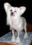 Rus Foreva  Risling Chinese Crested