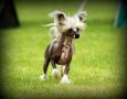 Etno Spirit  Look & Smile Chinese Crested