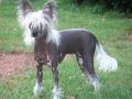 Woodhaven All That Jazz Chinese Crested