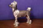 Vicktoria Chinese Crested