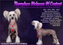 Showplace Richness Of Content Chinese Crested