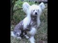 Shangrila's Pinocchio Chinese Crested