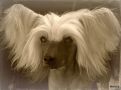 Lionheart King Of The Ring Chinese Crested
