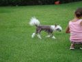 Aingeal's Memory of Moreu Chinese Crested