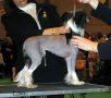 Zucci's Reach For The Stars Chinese Crested