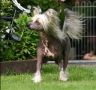 Newbourne Handsome Boy Chinese Crested