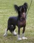Lisar's Going To The Top Chinese Crested