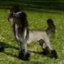 Mooncrest Black Magic Woman Chinese Crested
