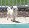 Six Gems Darling Dot Chinese Crested