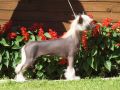 Fyre when ready de GabriTho Chinese Crested