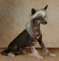 Snicker of Shenandoah Creek Chinese Crested