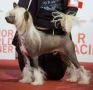 Crest-Vue Turn Down The Lights Chinese Crested